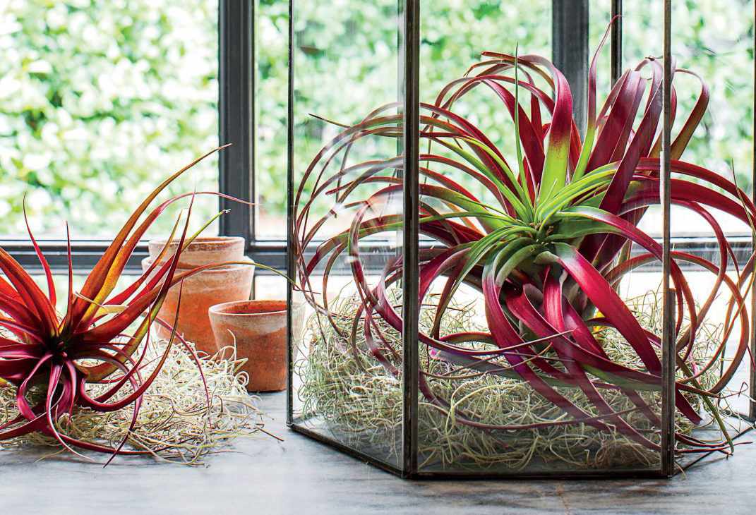 Top 5 Indestructible Indoor Plants You Can’t Kill