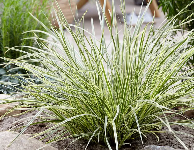 This Drought-Tolerant, Grass-Like Perennial Is Low Maintenance