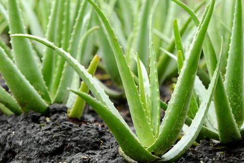 Top 5 Indestructible Indoor Plants You Can’t Kill