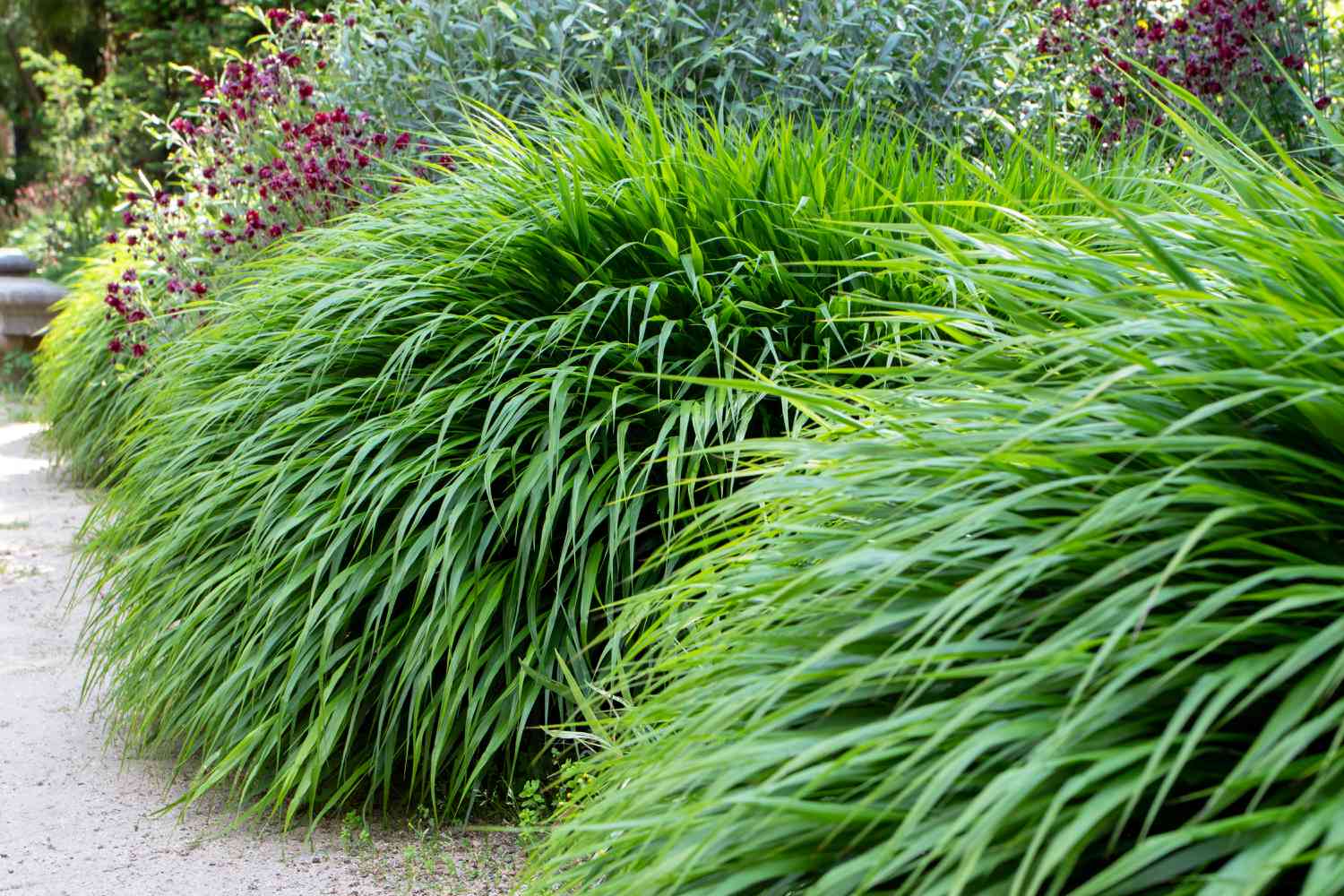 This Drought-Tolerant, Grass-Like Perennial Is Low Maintenance